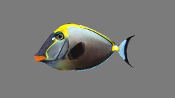 Orangespine Unicornfish