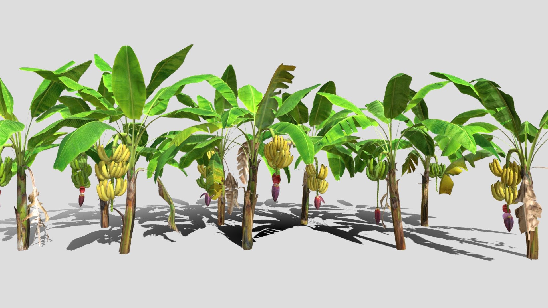 Banana plantation 3d model