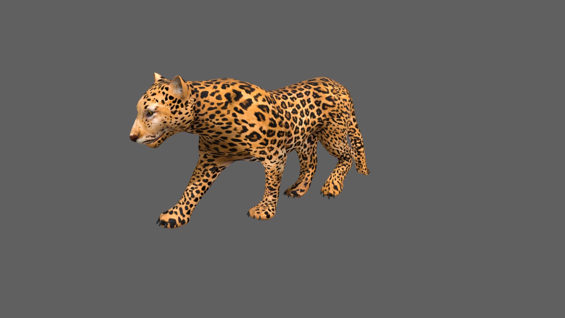 Leopard 3d model