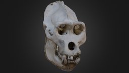 Gorilla skull