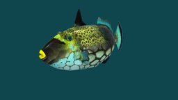 Clown Triggerfish