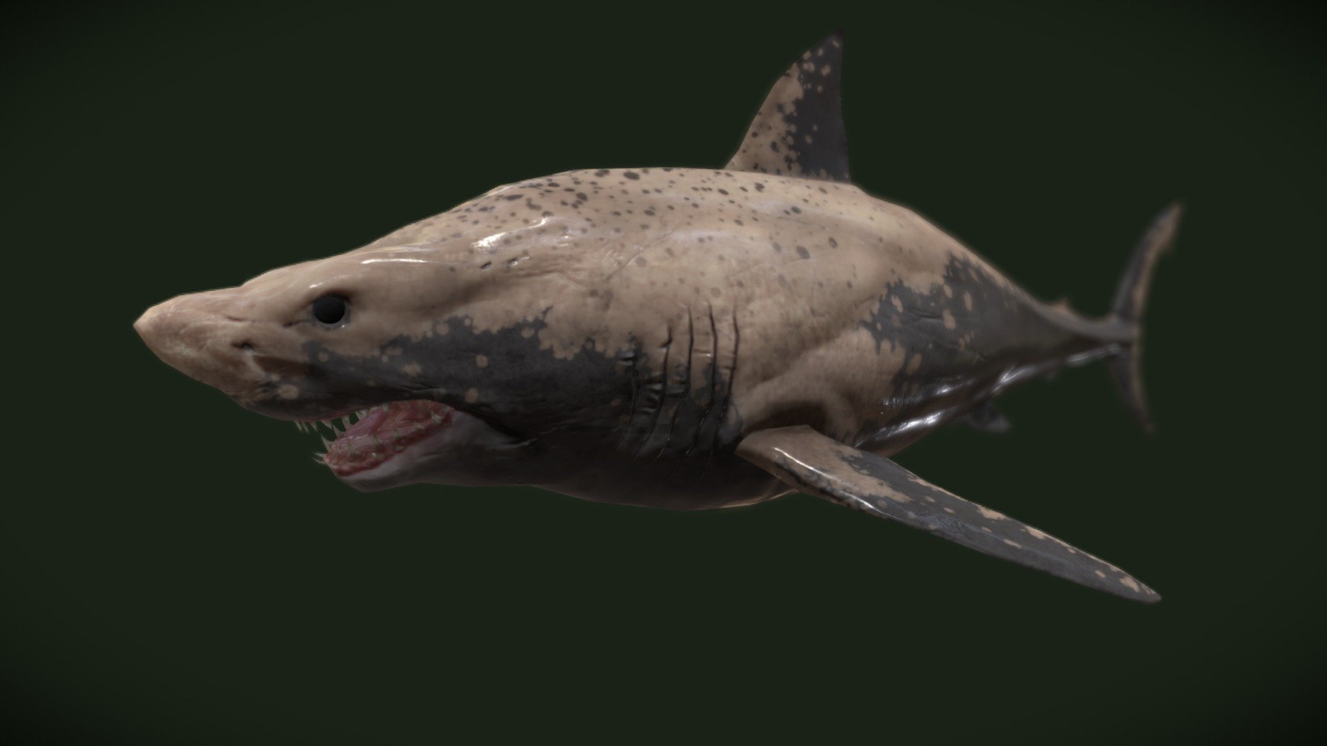 White Shark 3d model