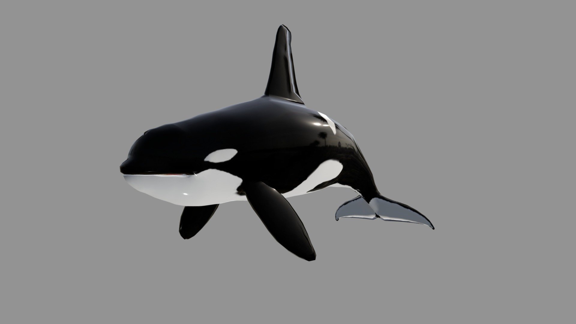 Orca 3d model