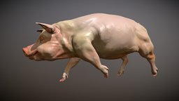 Pig