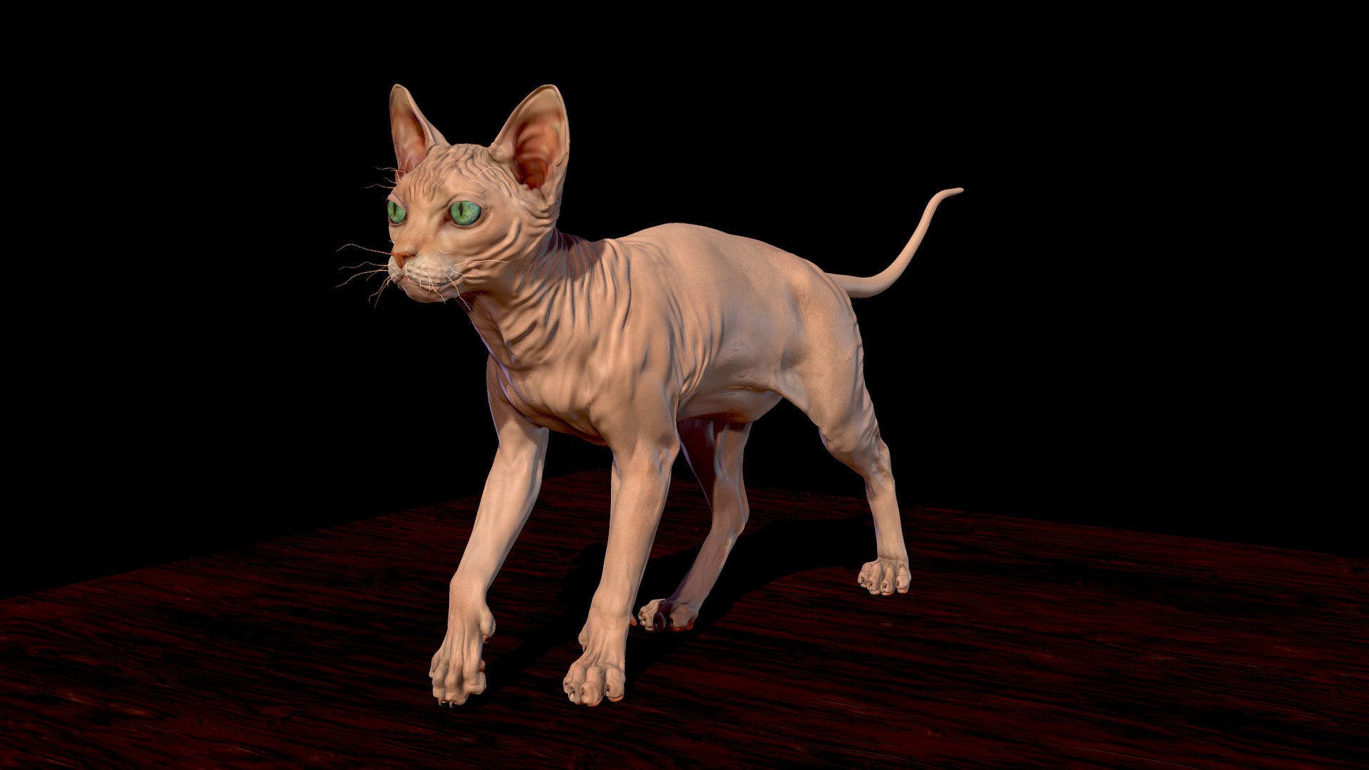 Sphynx hairless Cat 3d model