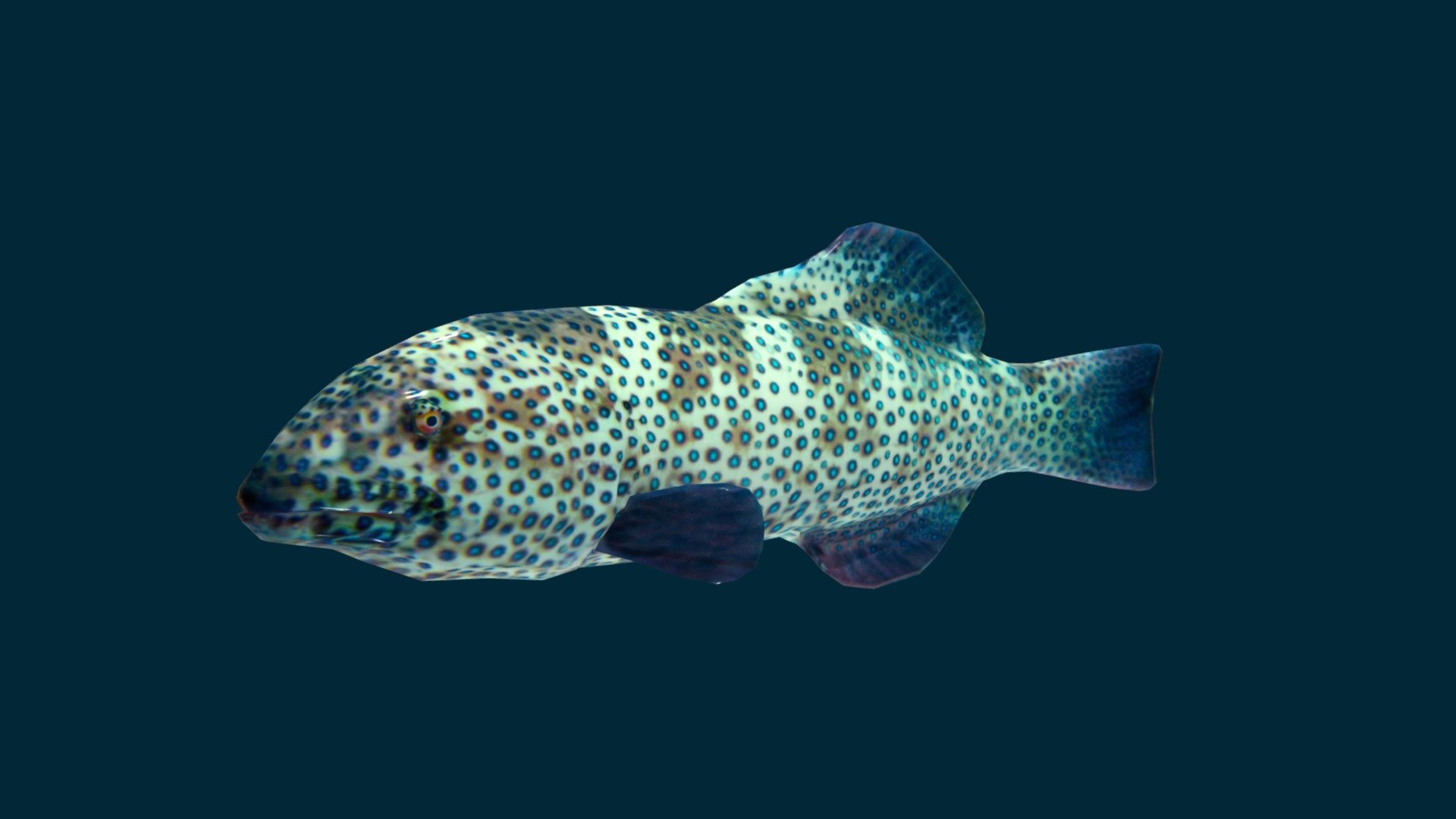 Coralgrouper 3d model