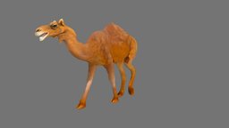 Camel