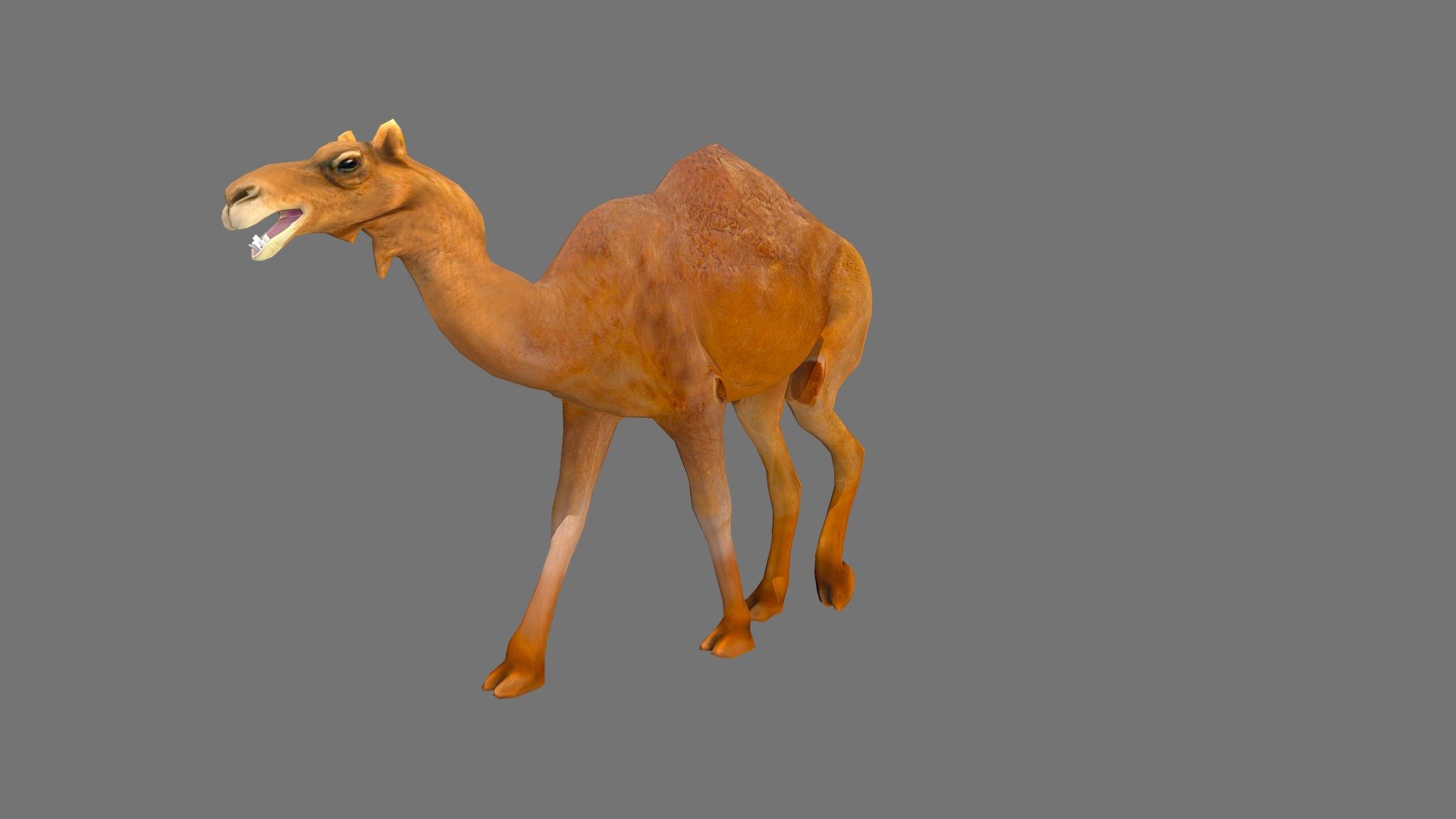 Camel 3d model