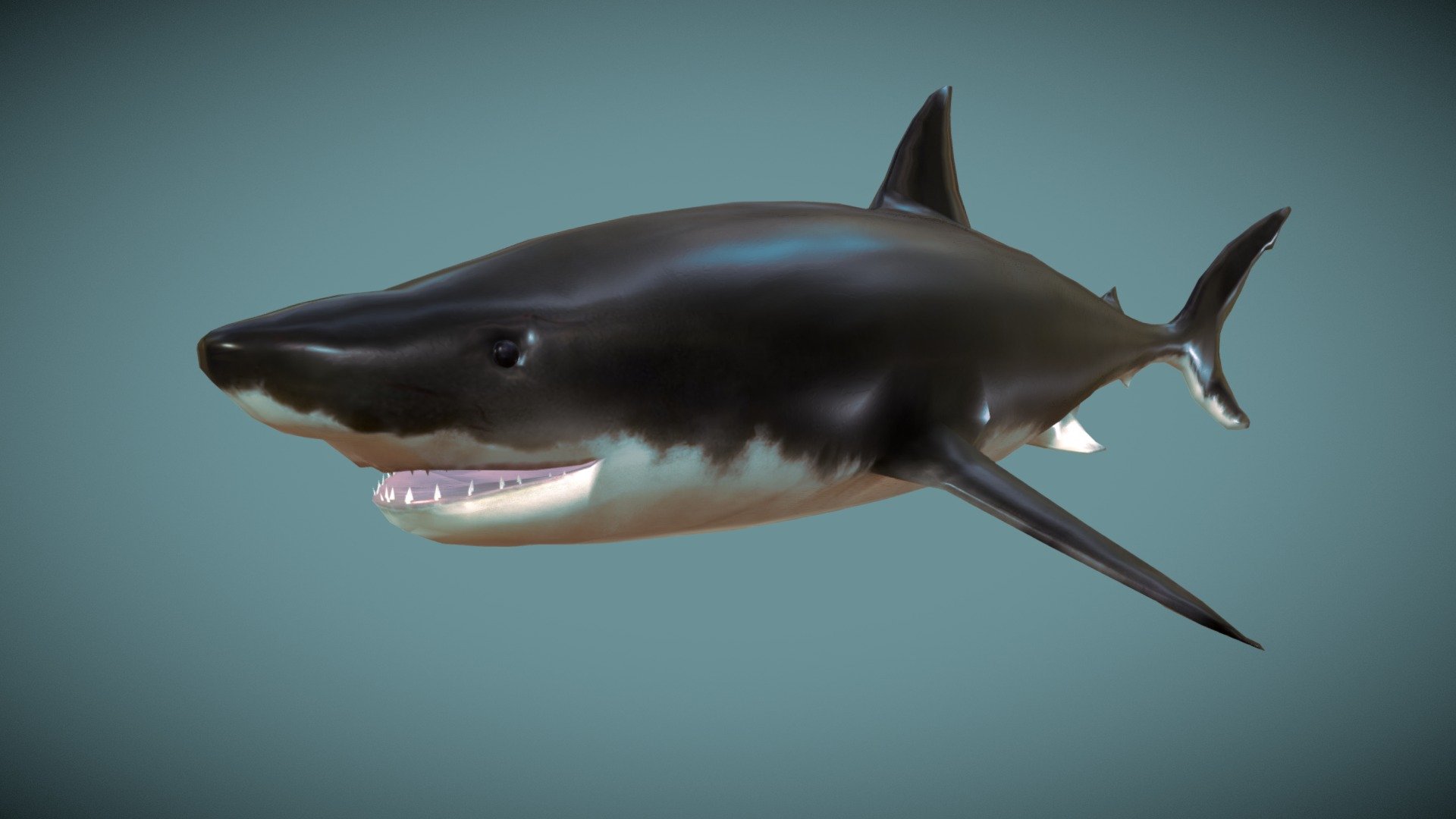 Great White Shark 3d model