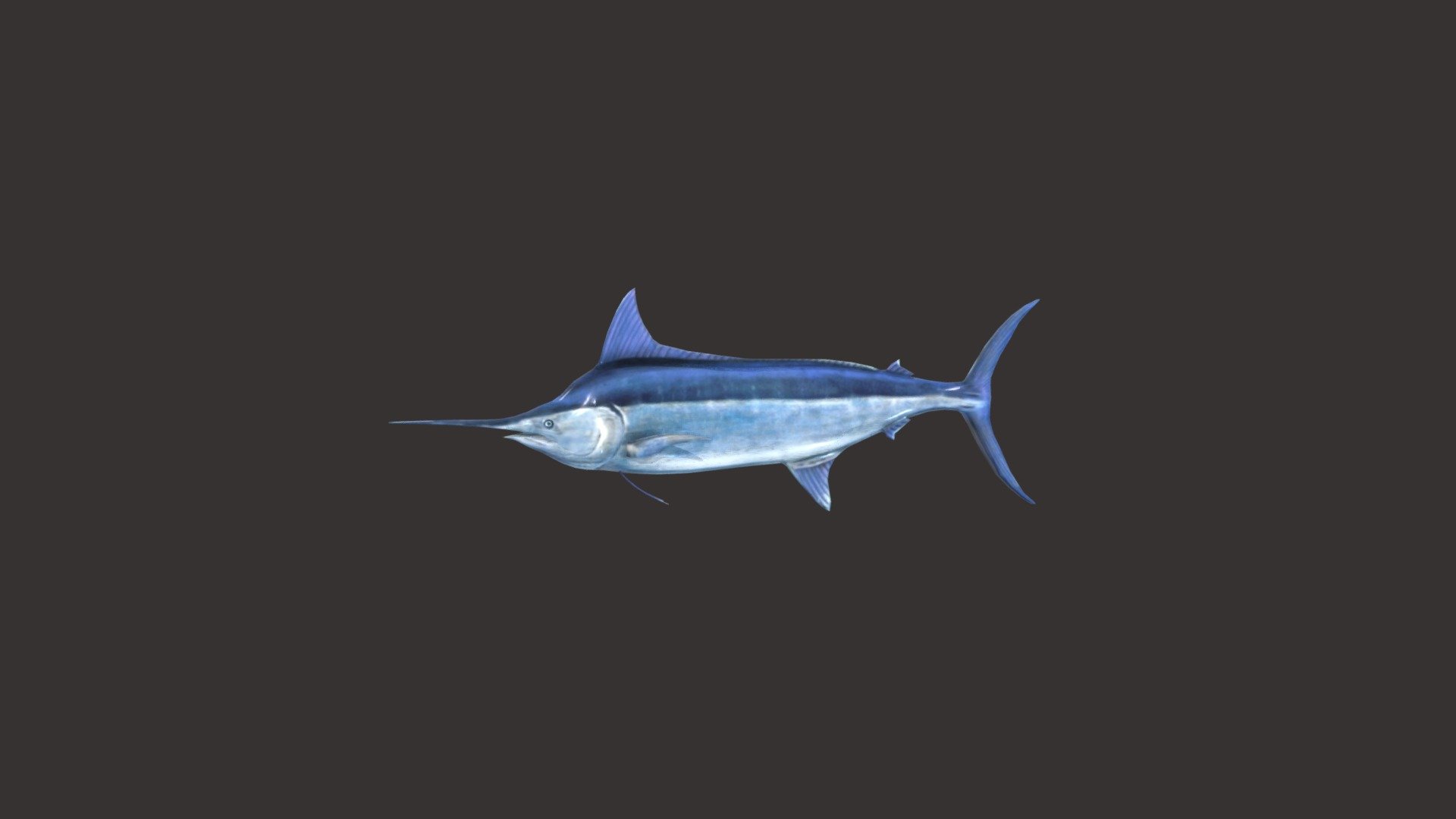 Blue Marlin 3d model