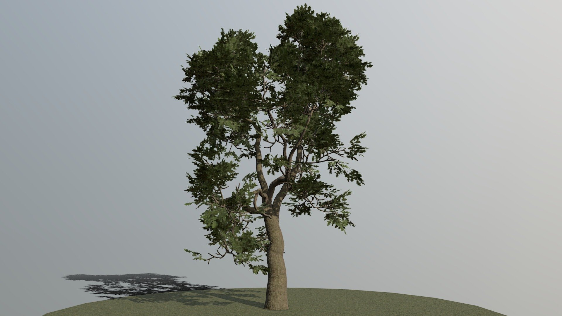 OakTree 3d model