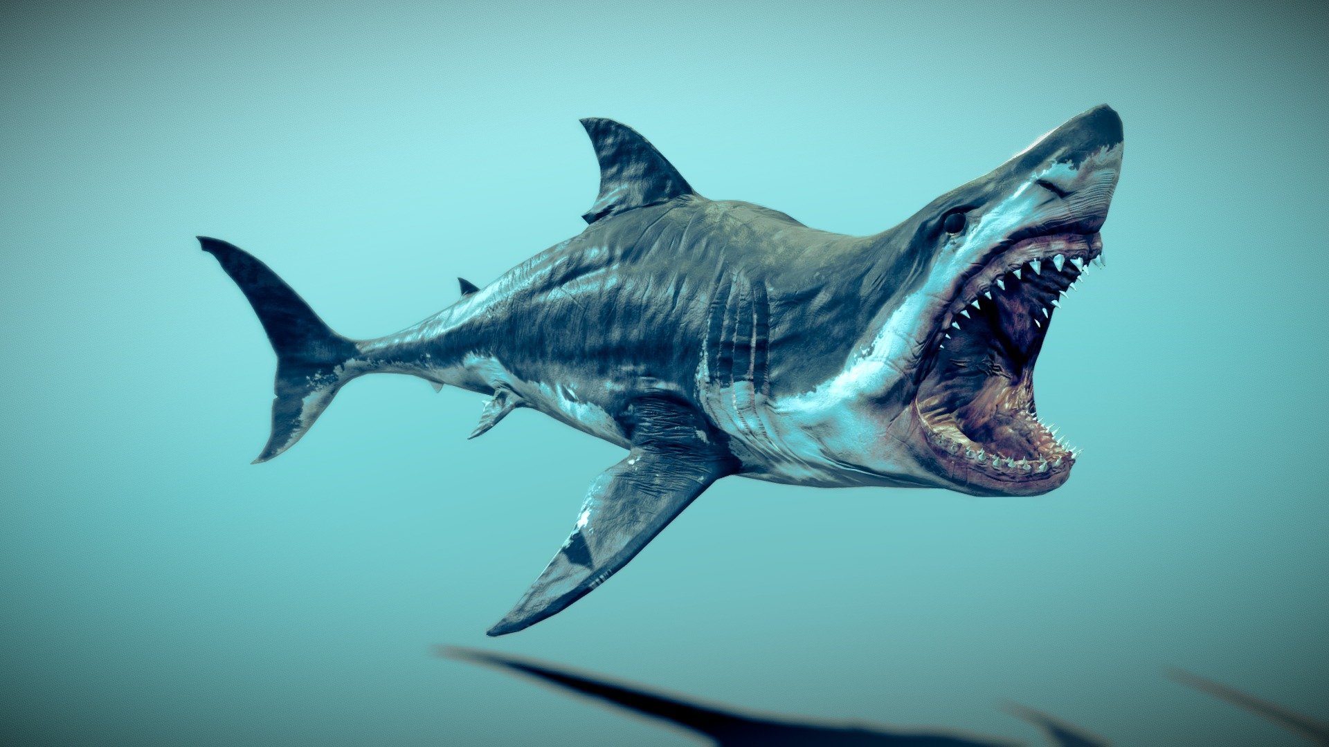 White Shark 3d model