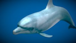 Bottlenose Dolphin