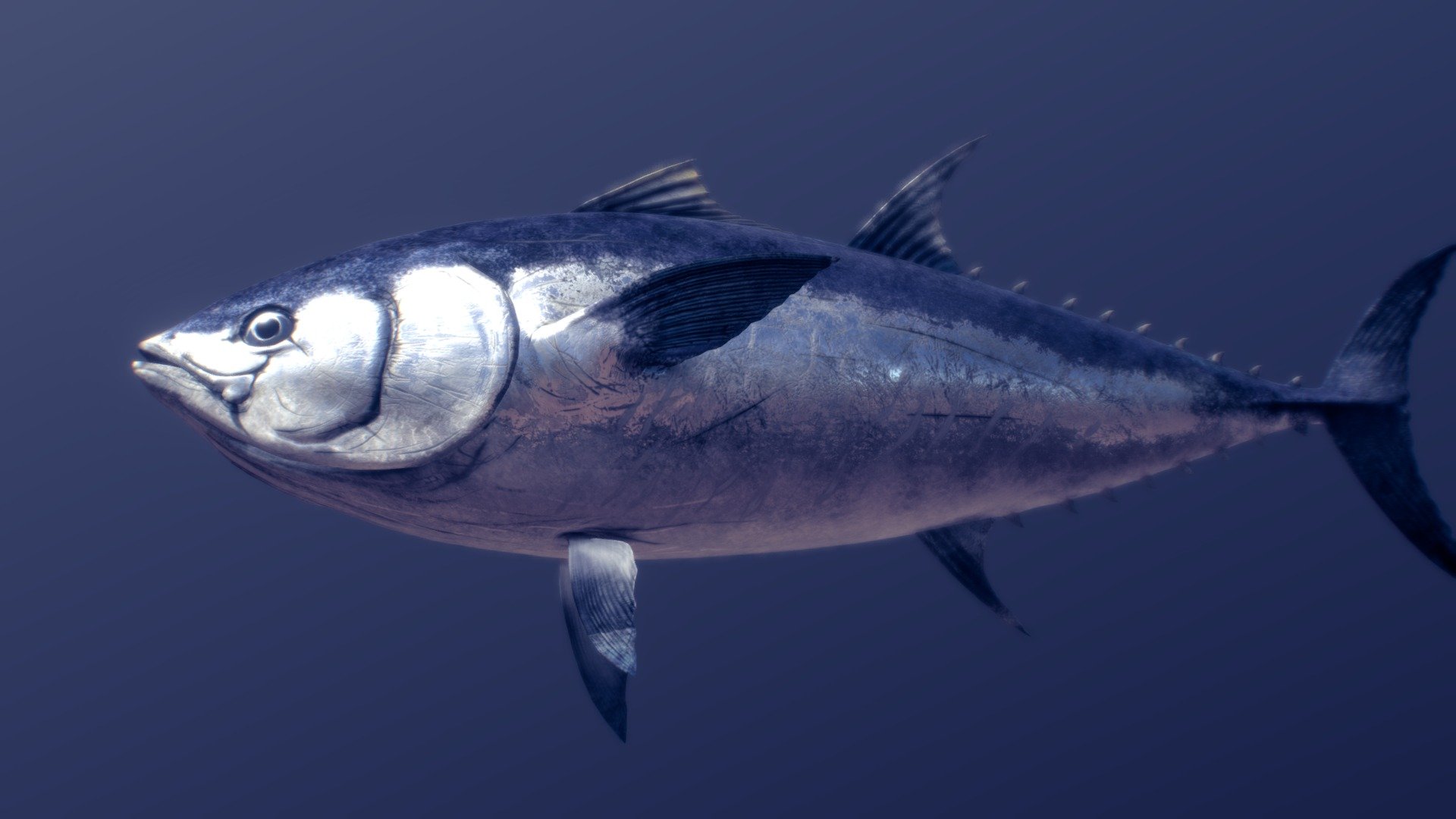 Bluefin Tuna 3d model