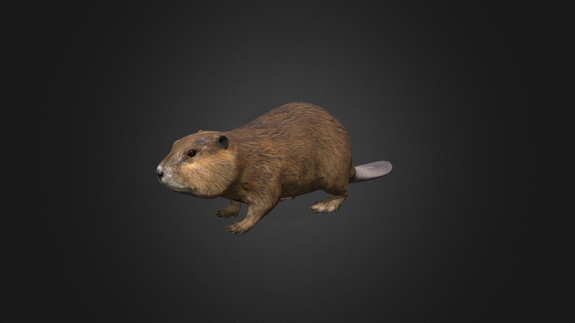 Beaver 3d model