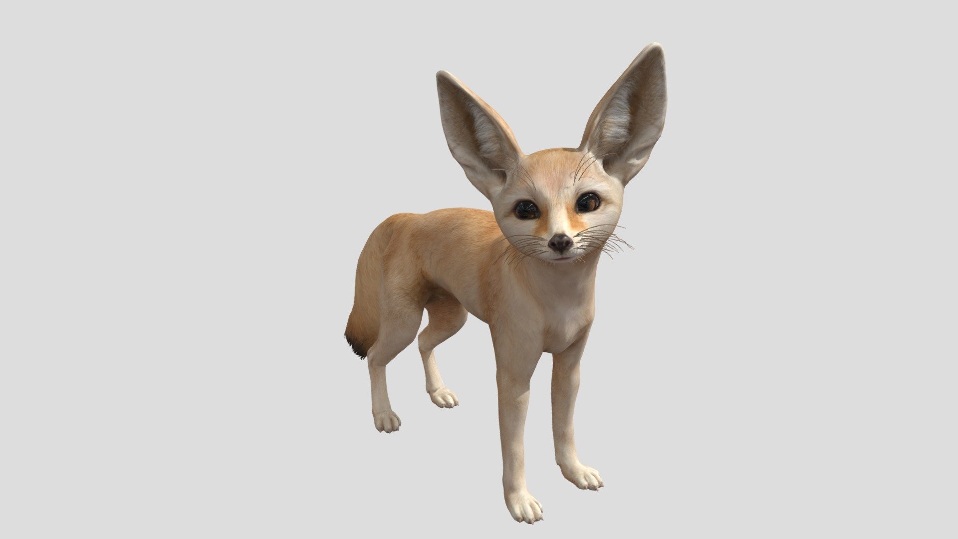 fennec fox (animated and cute) 3d model