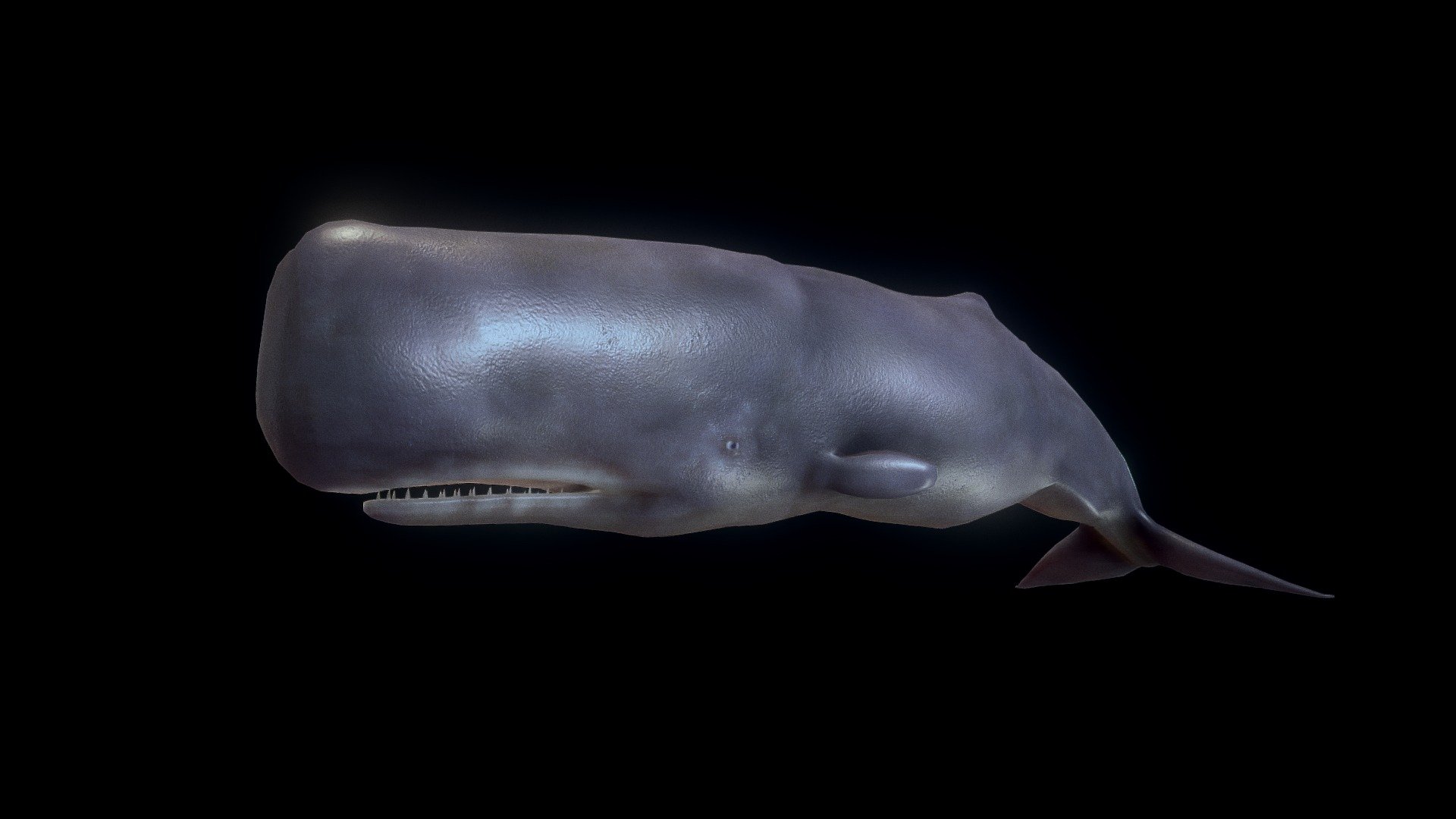 Spermwhale 3d model