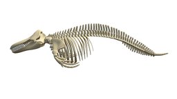 Killer Whale Orca Skeleton