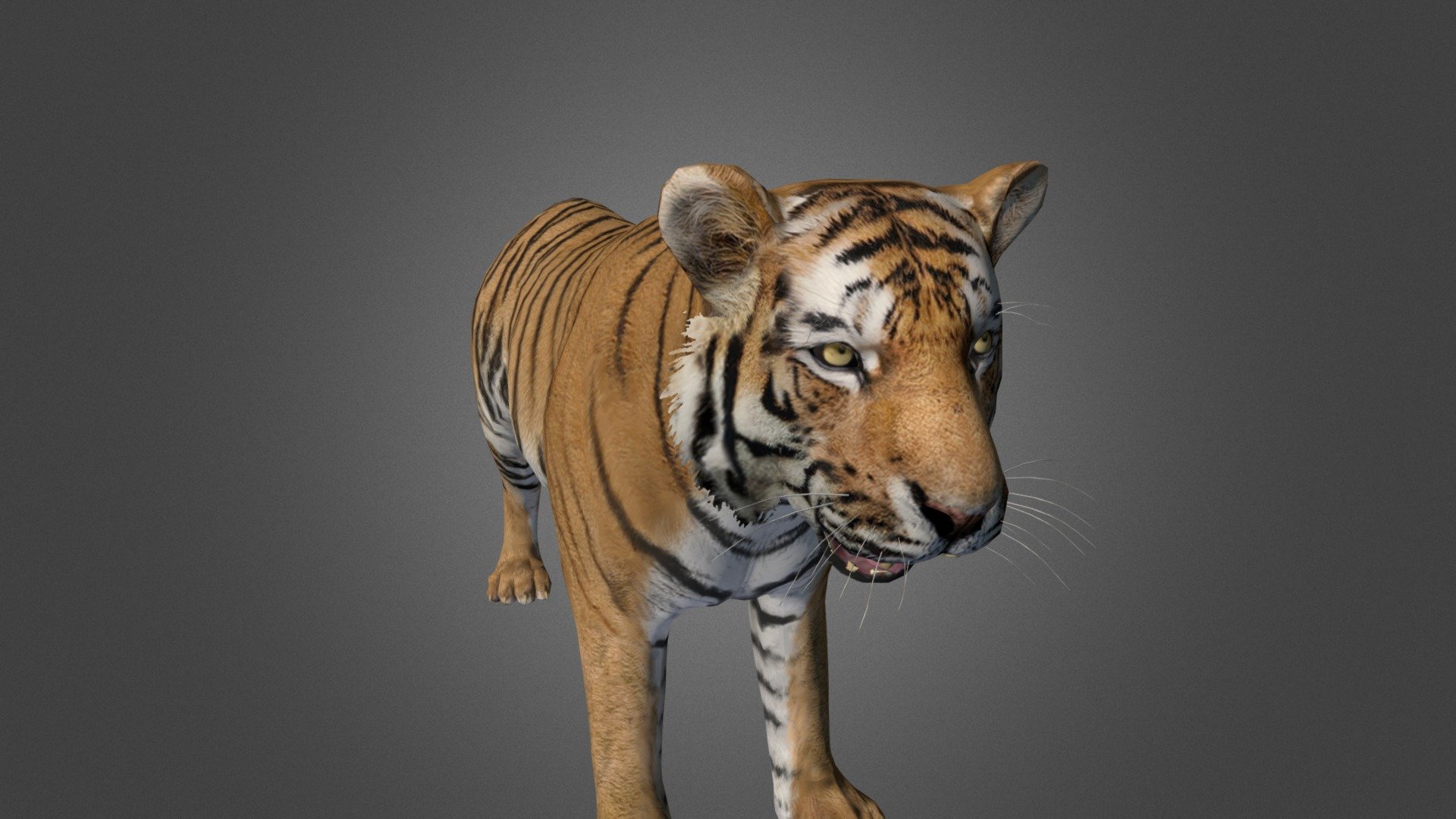 tiger 3d model