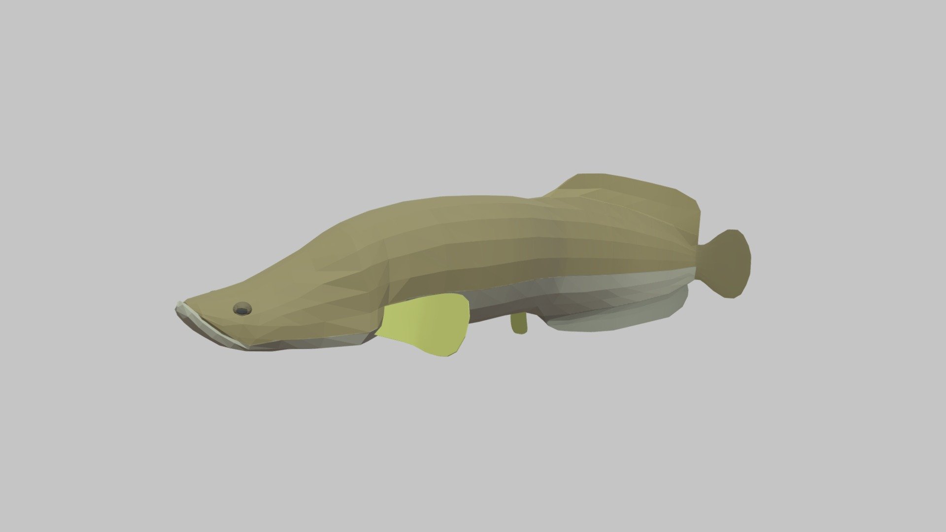 Arapaima 3d model