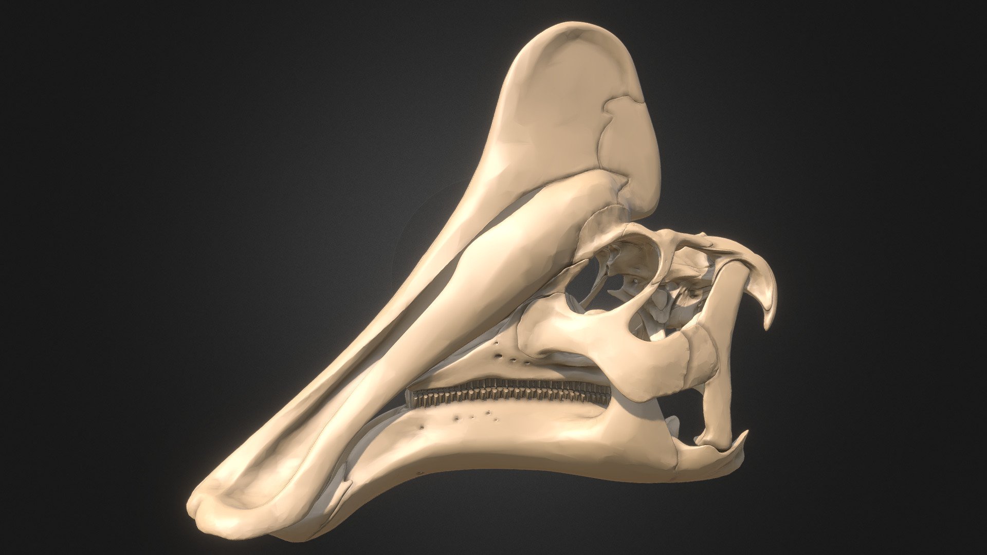 Amurosaurus riabinini skull 3d model