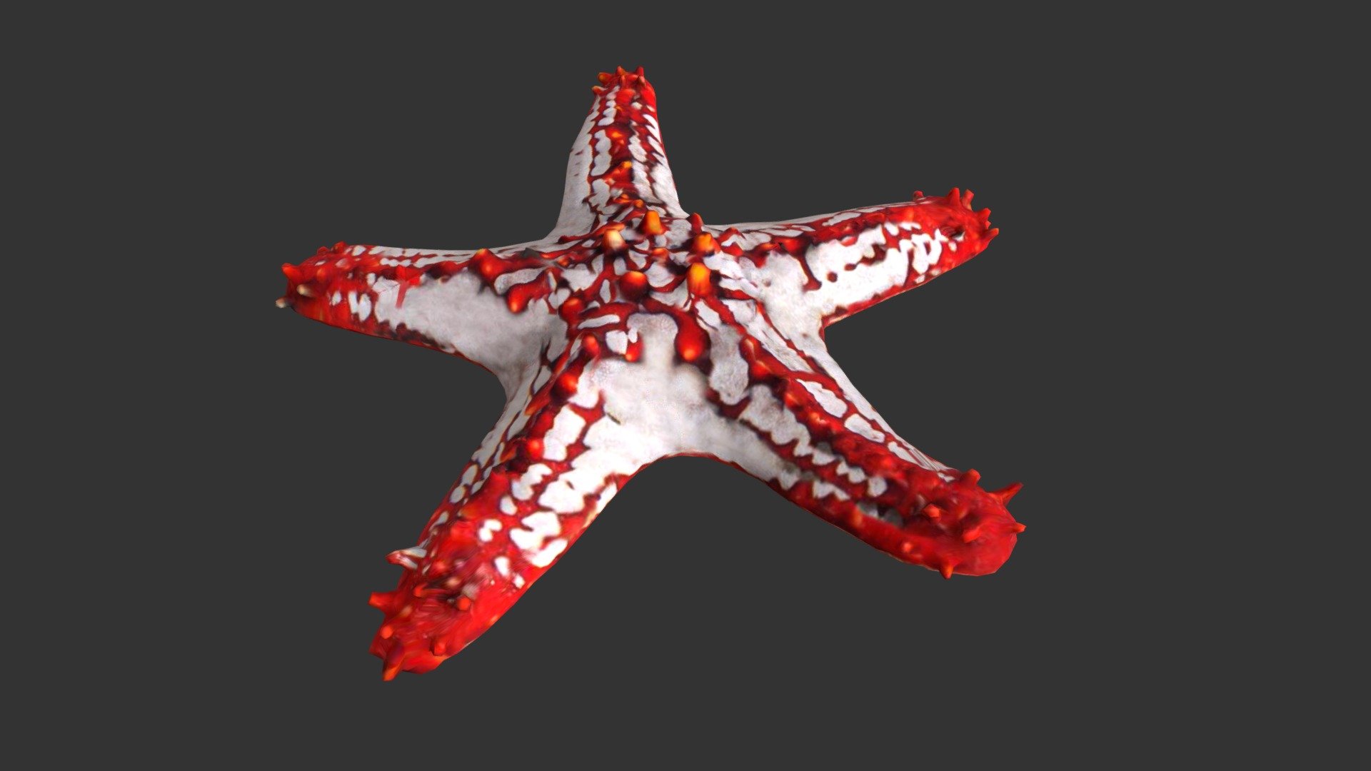 Starfish 3d model