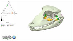 3D Jaw muscles of Paleosuchus palpebrosus