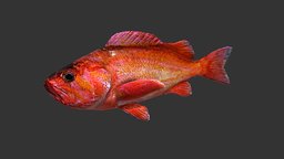 Red Rockfish