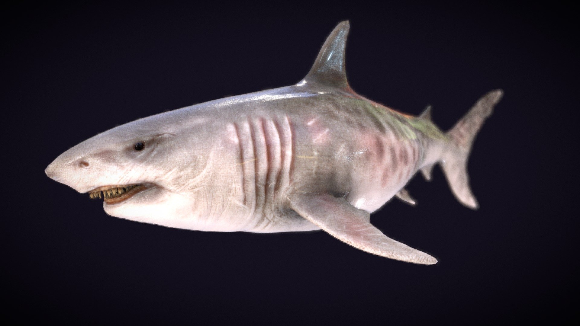 MEGLADON 3d model