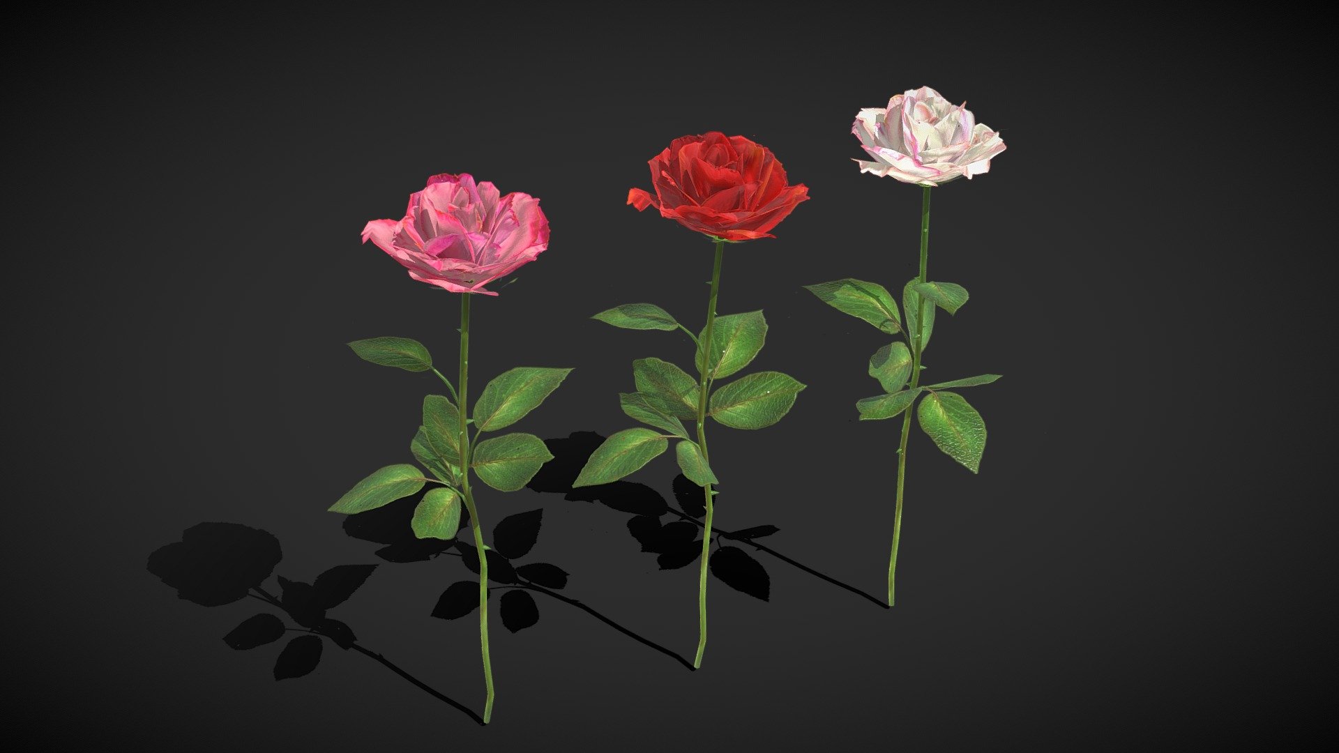 Roses 3d model