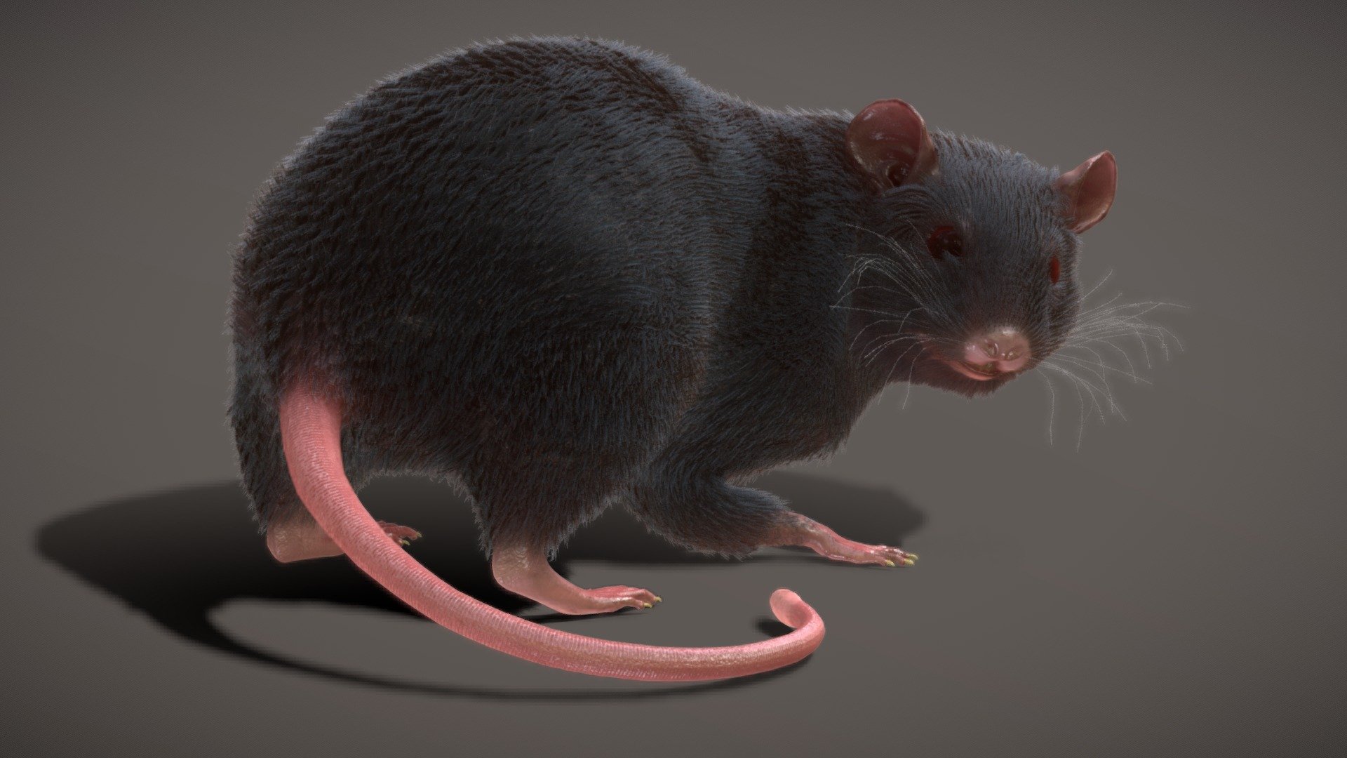 Rat Rigged Animated PBR real-time Fur. 3d model