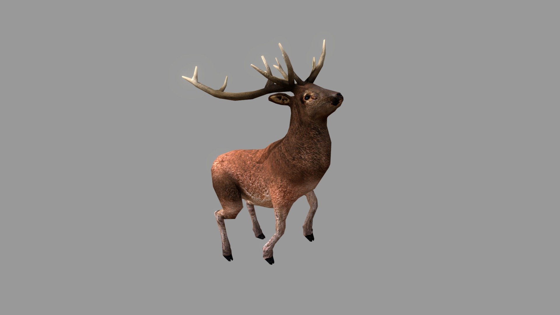 Stag 3d model