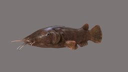 Electric Catfish