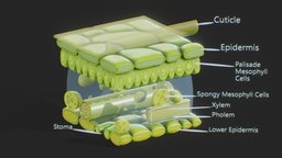 Leaf Anatomy Layers Structure