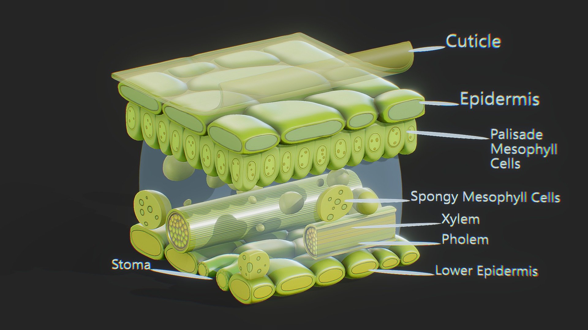 Leaf Anatomy Layers Structure 3d model