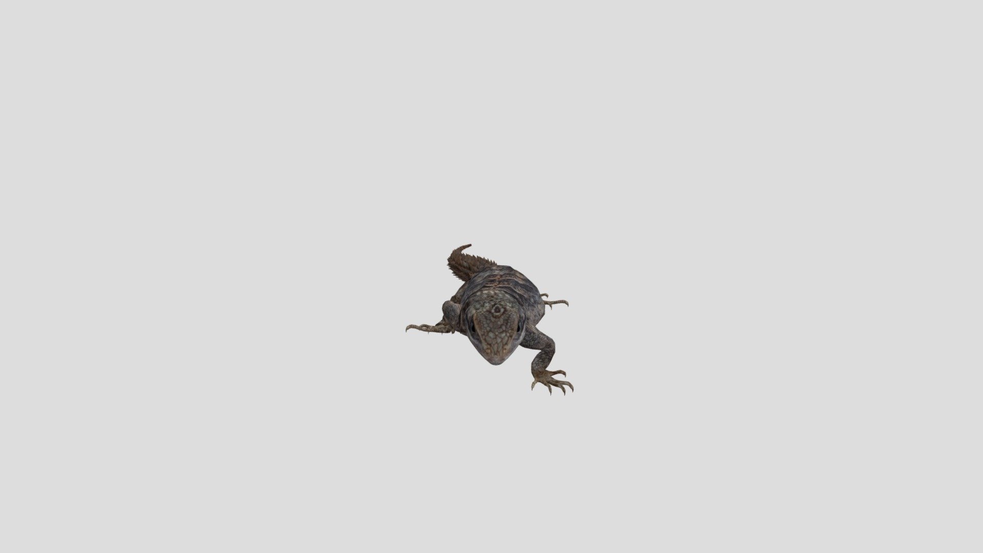 Lizard Run 3d model