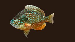 Longear Sunfish