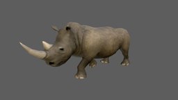 Rhinoceros