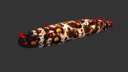 Sea Cucumber