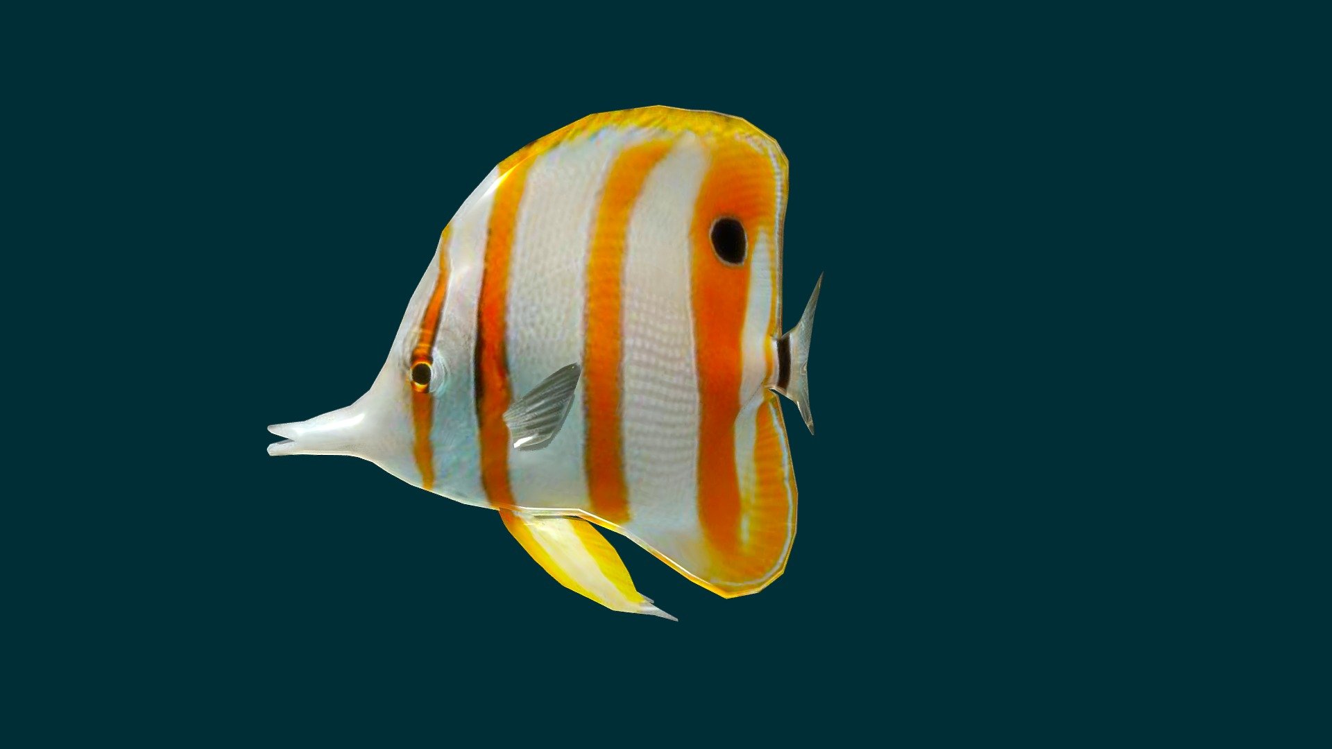 Butterflyfish 3d model