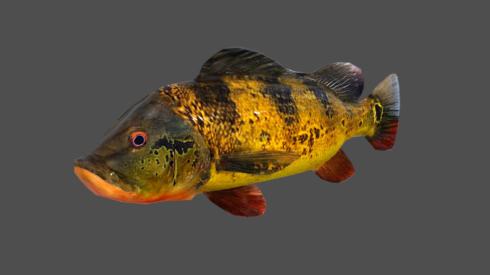 Peacock Bass 3d model