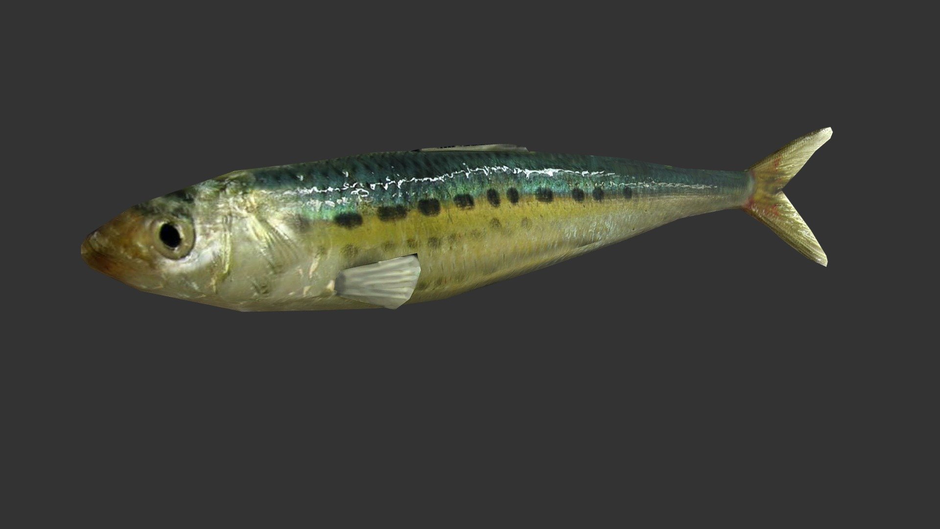 Sardine 3d model