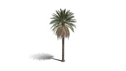 Realistic HD Date palm (6/78)