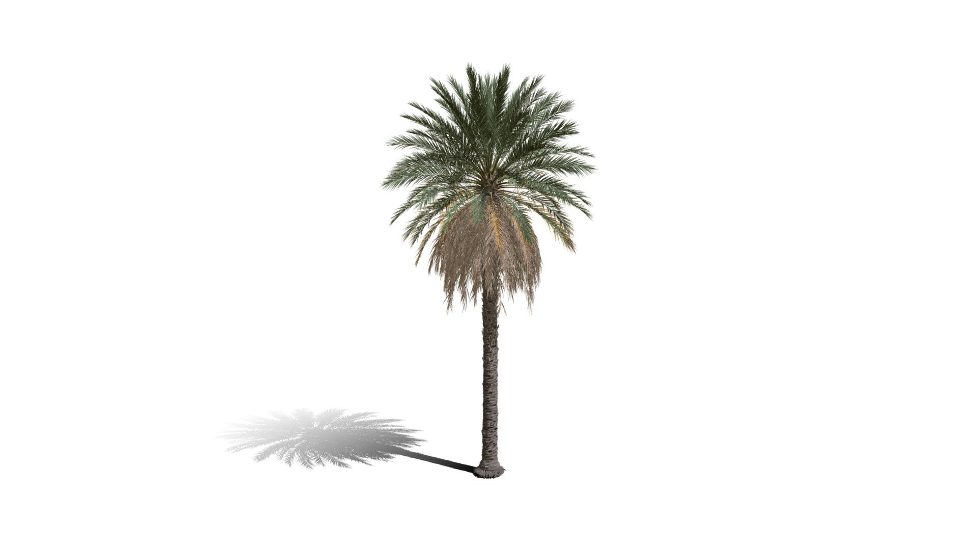 Realistic HD Date palm (6/78) 3d model