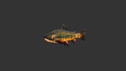 Brown Trout