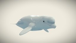 Beluga whale