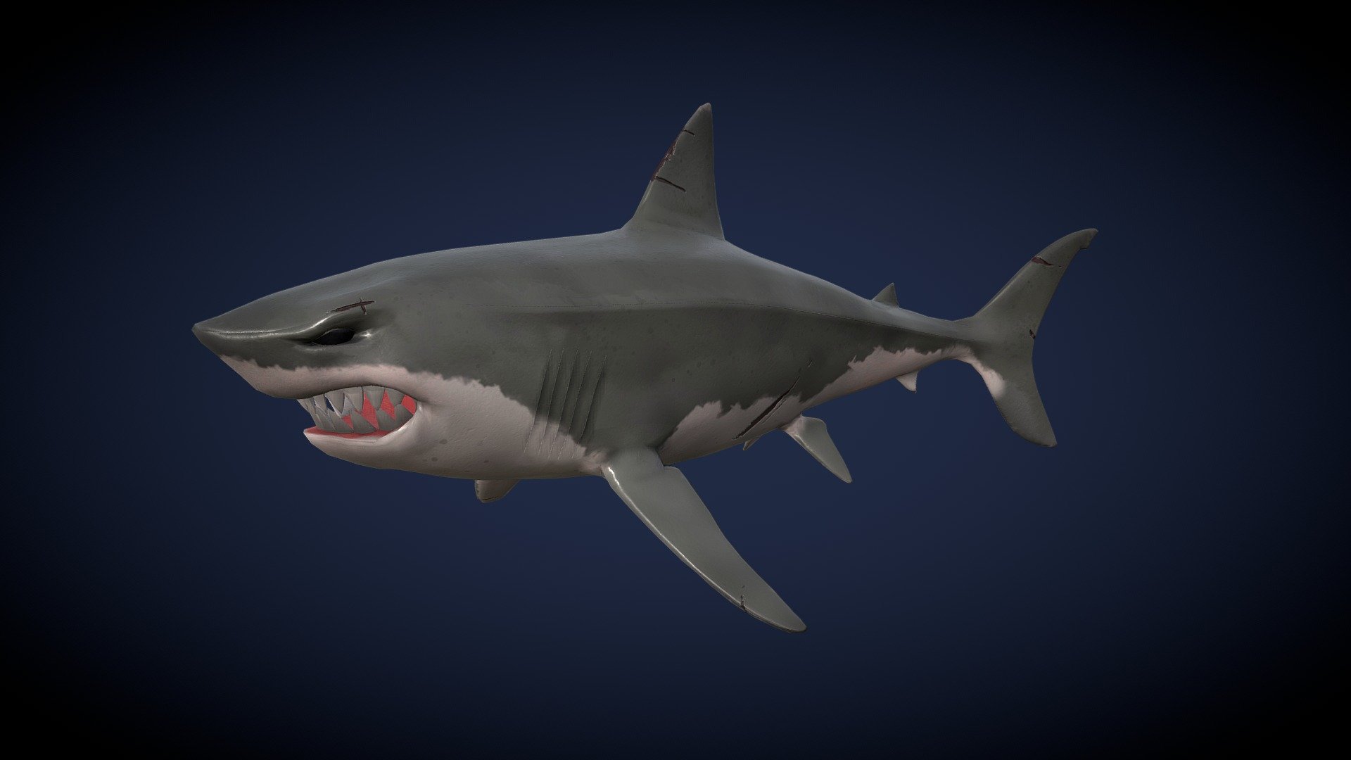 Low Poly Shark 3d model