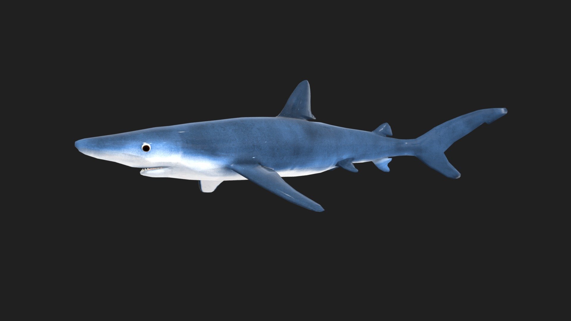 Blue Shark 3d model