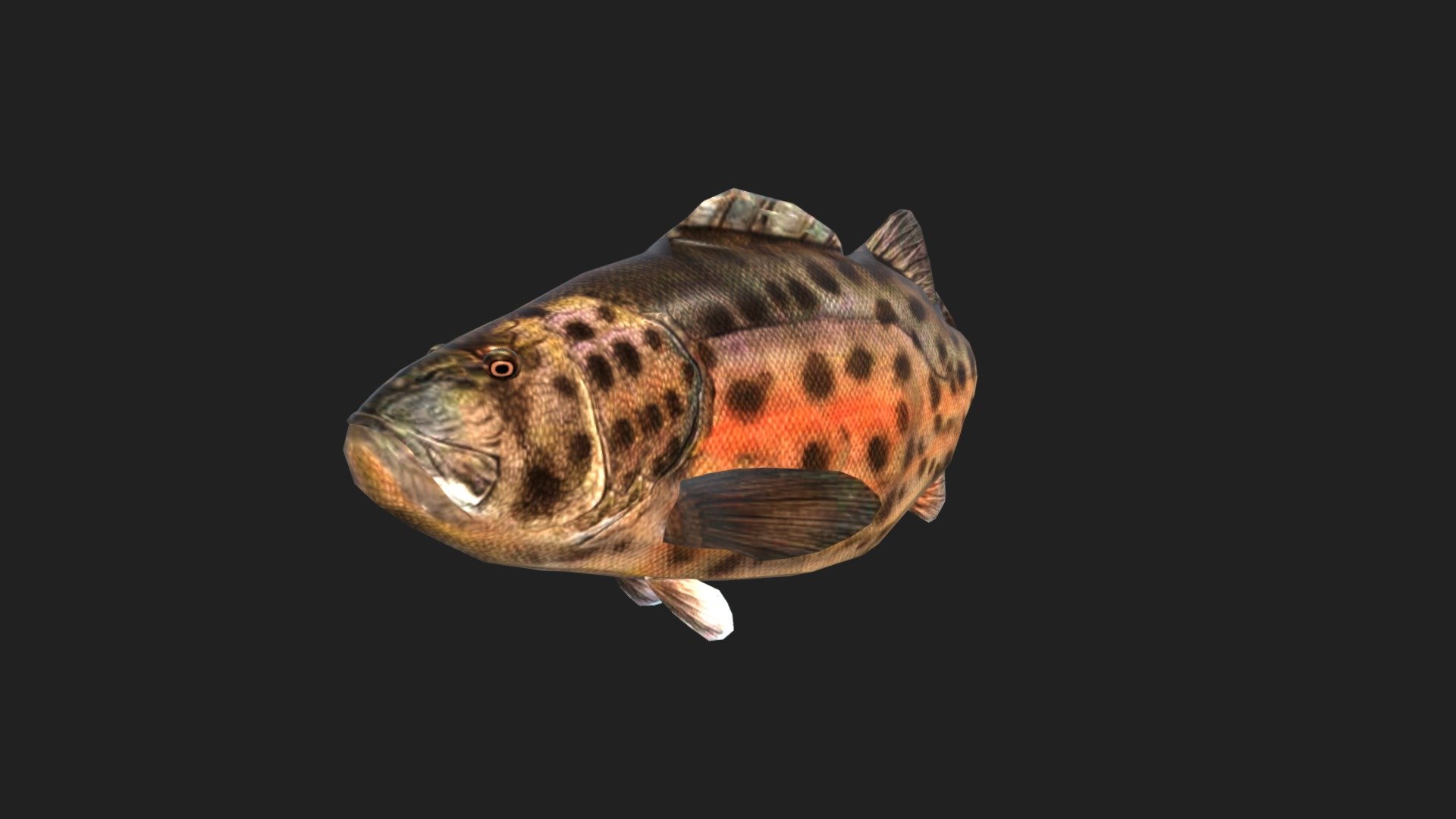 Giant Sea Bass 3d model