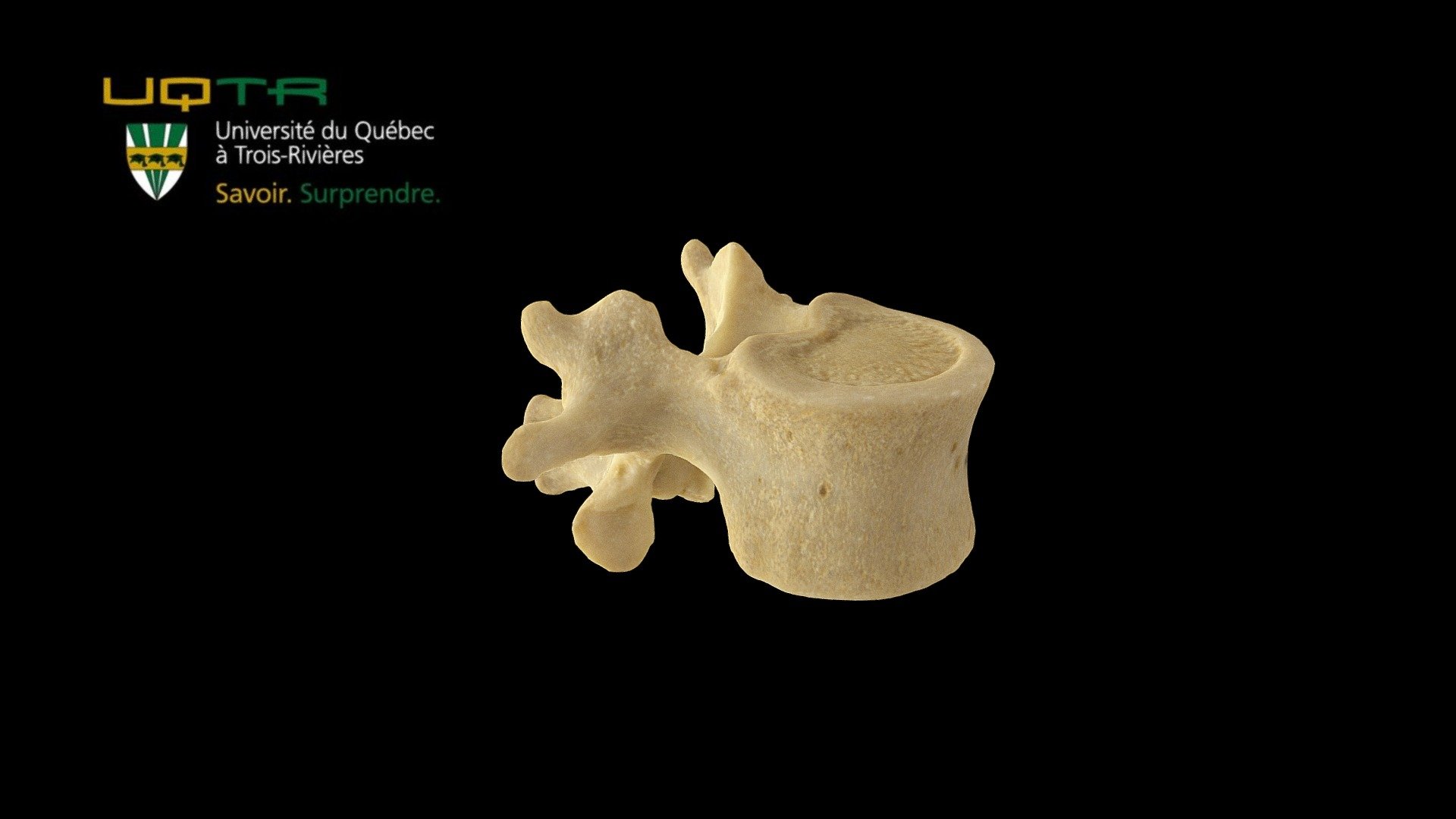 Vertèbre lombale / Lumbar vertebra 3d model